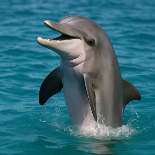 Flipper Flipper – der Delfin aus der gleichnamigen Serie